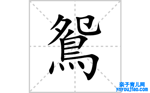 鴛的笔顺笔画怎么写(鴛的拼音、部首、表明及成语解读)