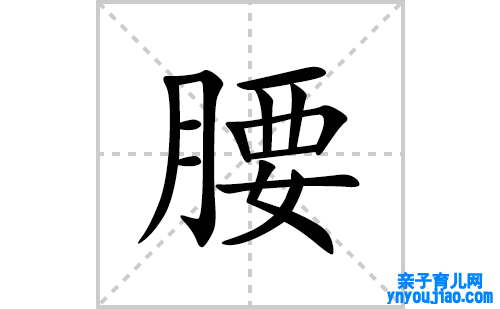 腰的笔顺笔画怎么写(腰的拼音、部首、表明及成语解读)