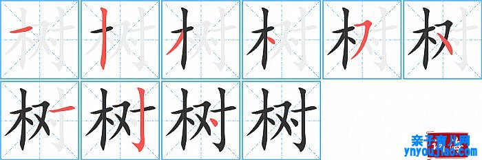 树的笔顺、笔画