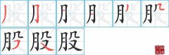 股的笔顺笔画怎么写？汉字股的拼音、部首词语组词