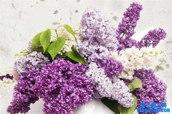 生日送什么花？适合生日送的十种鲜花花