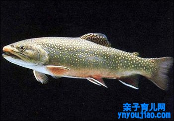 鲑鱼的营养功能及做法