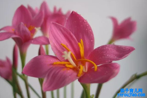 哪些植物可以或许预报天气,植物为什么能预报天气