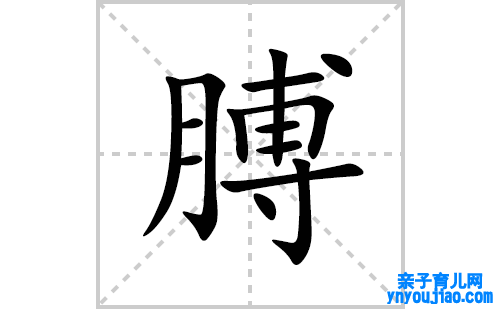 膊的笔顺笔画怎么写(膊的拼音、部首、表明及成语解读)