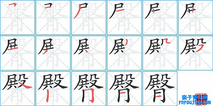 臀的笔顺、笔画