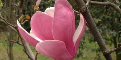 木兰花的花语_木兰花的寓意和象征是什么？