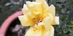 黄刺玫的花语_黄刺玫的寓意和象征是什么？
