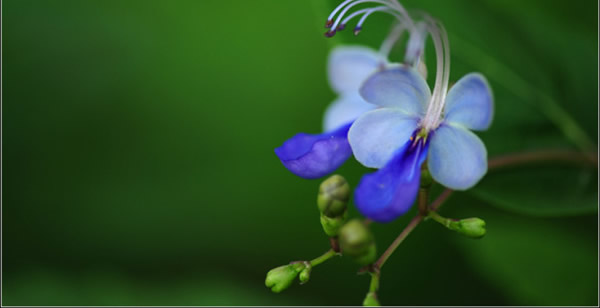 蓝蝴蝶的花语