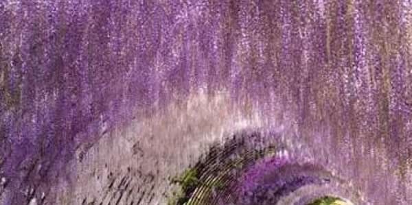 紫藤的花语