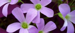 紫叶酢浆草的花语是什么_紫叶酢浆草的寓意和象征