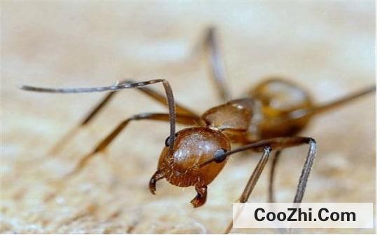 怎么能彻底消灭家里的红蚂蚁