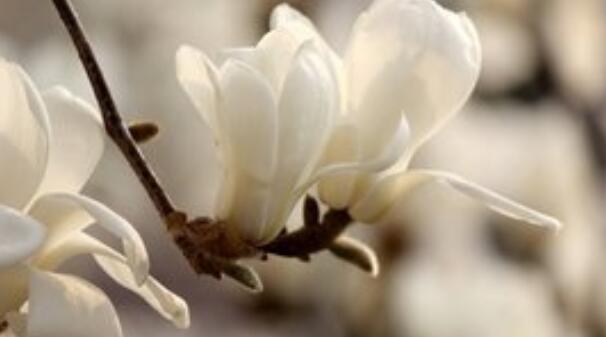 木兰花花语是什么