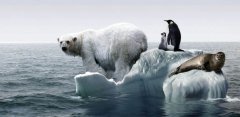 北极熊都死了是什么意思？
