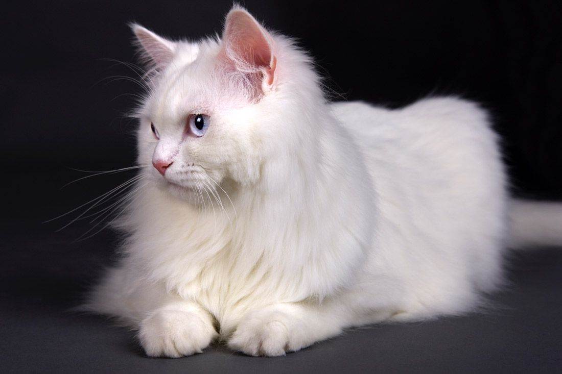世界上十大最漂亮的猫品种有哪些？