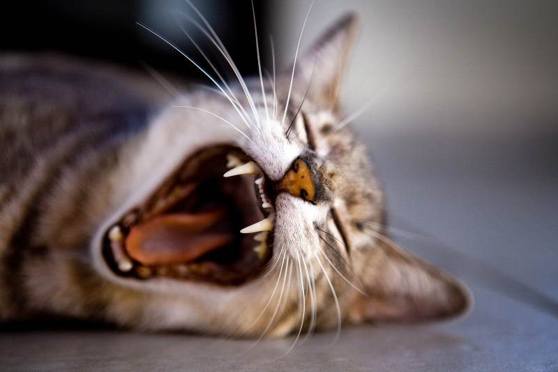 对着猫的脸吹气的危害是什么？