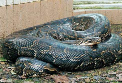 世界最大的蛇有多重？