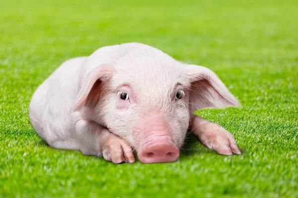 生肖猪发财靠的是什么优势？