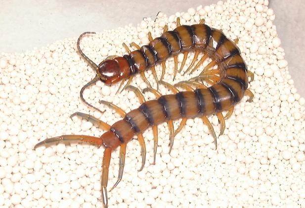 蟑螂最怕的天敌是什么？