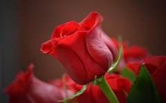 玫瑰花的花语大全_玫瑰花语每朵代表什么意思