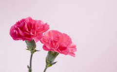 康乃馨花语和寓意_康乃馨适合送什么人?