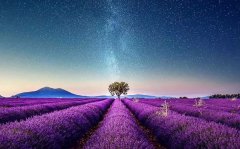 薰衣草的花语_薰衣草的寓意和象征是什么?