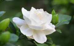 栀子花的花语_栀子花送人代表什么意思?