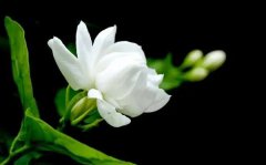 茉莉花花语_茉莉花的寓意和象征是什么？