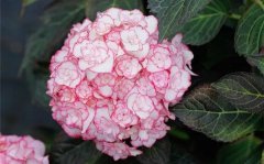 绣球花的花语和寓意是什么？