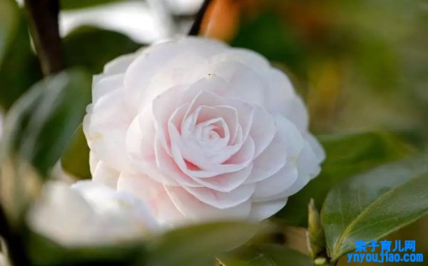 山茶花的花语和寓意是什么