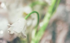 铃兰的花语和寓意是什么？