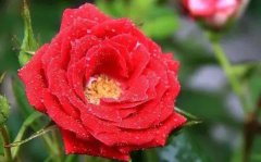 蔷薇的花语是什么_蔷薇花语大全