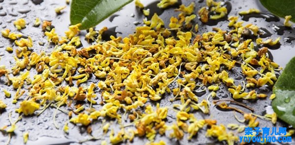 桂花的花语