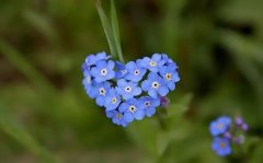 勿忘我花语和寓意是什么？