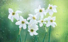 水仙花的花语_水仙花的寓意和象征是什么