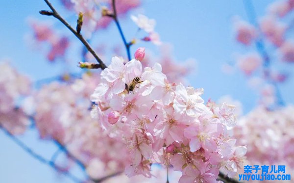 樱花的花语是什么,樱花的寓意和象征是什么