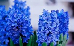 风信子的花语_风信子的寓意和象征是什么?