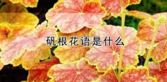 <b>矾根的花语_矾根的寓意和象征是什么</b>