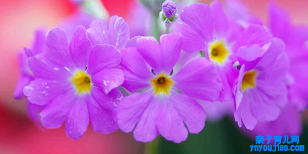四季樱草的花语