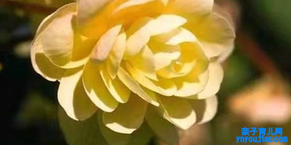 球根海棠的花语