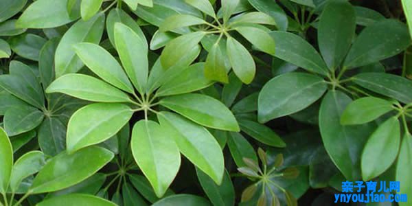 鸭脚木的寓意和象征