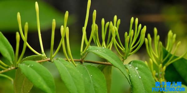 金银花的花语和寓意
