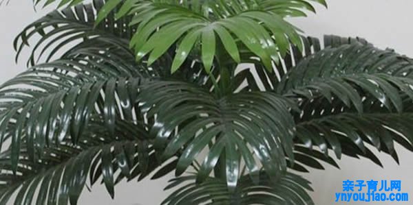 散尾葵的寓意和象征