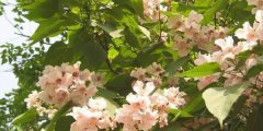 楸树花的花语_楸树花的寓意和象征是什么？