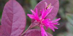 红花继木的花语_红花继木的寓意和象征是什么？
