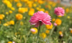 <b>花毛茛的花语是什么_花毛茛的寓意和象征</b>